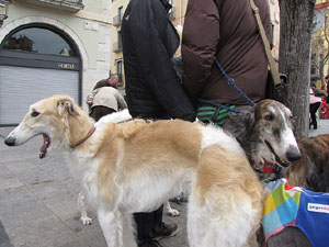 Primera passejada de llebrers i podencs de Girona