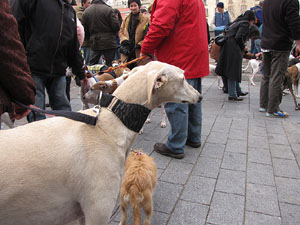 Primera passejada de llebrers i podencs de Girona