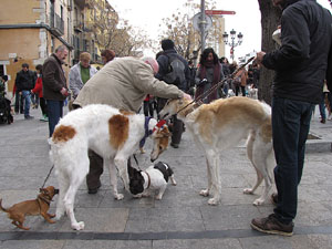 Primera passejada de llebrers i podencs de Girona
