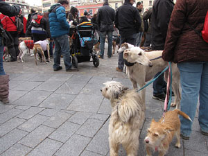 Primera passejada de llebrers i podencs de Girona