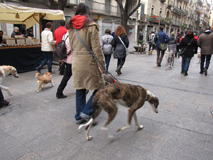 Primera passejada de llebrers i podencs de Girona