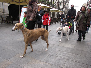 Primera passejada de llebrers i podencs de Girona