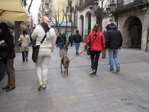 Primera passejada de llebrers i podencs de Girona
