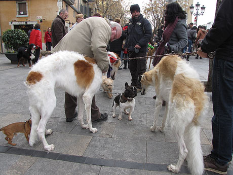 Primera passejada de llebrers i podencs de Girona