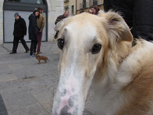 Primera passejada de llebrers i podencs de Girona