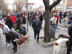 Primera passejada de llebrers i podencs de Girona