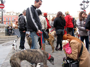 Primera passejada de llebrers i podencs de Girona