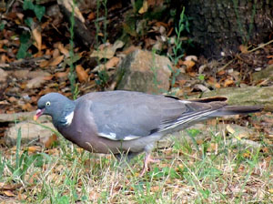 Observacions de la natura a la ruta del castell de Sant Miquel