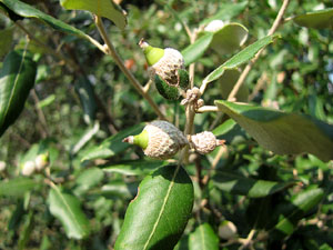 Observacions de la natura a la ruta del castell de Sant Miquel