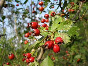 Observacions de la natura a la ruta del castell de Sant Miquel