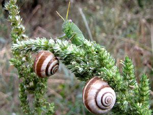 Observacions de la natura a la ruta del castell de Sant Miquel