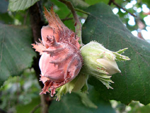 Observacions de la natura a la ruta del castell de Sant Miquel