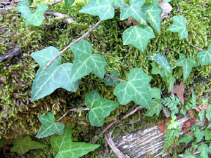 Observacions de la natura a la ruta del castell de Sant Miquel