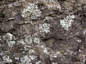 Observacions de la natura a la ruta del castell de Sant Miquel