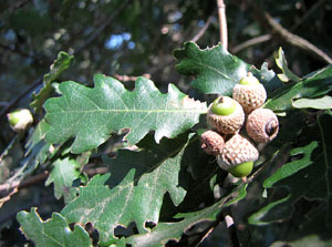 Observacions de la natura a la ruta del castell de Sant Miquel