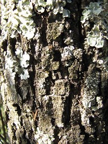 Observacions de la natura a la ruta del castell de Sant Miquel
