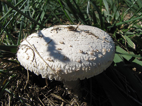 Parasol (Macrolepiota procera)