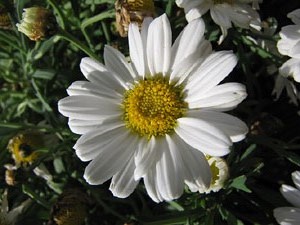 El Mirador dels Maristes