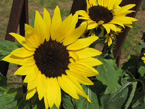 El Mirador dels Maristes