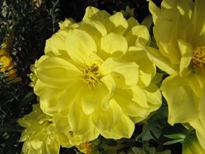 El Mirador dels Maristes