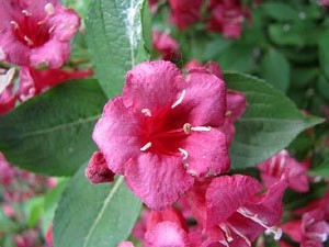 Torre Gironella i Jardins dels Alemanys