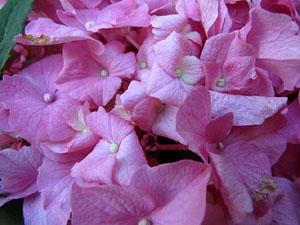 Els Jardins del Dr. Figueras