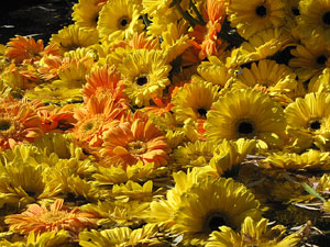 Els Jardins del Dr. Figueras