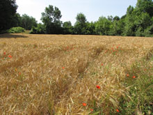 Camps de blat a Can Xaco