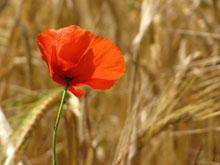 Camps de blat a Can Xaco