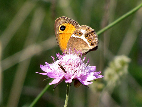 Flora i fauna de l'itinerari