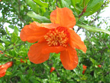 Flor de magraner al cam&iacute; de les Creus