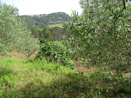 Les oliveres del cam&iacute; de les Creus