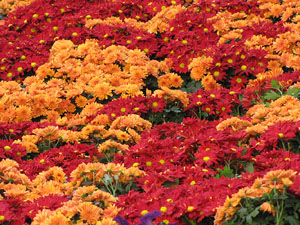 Girona Temps de Flors 2014. Pujada de Sant Domènec, la Casa Agullana, el Palau de Caramany i Cromats Ensesa