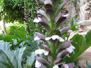 Girona Temps de Flors 2014. Capella de Sant Nicolau, Casa Díaz-Tarragó i Jardí de l'Àngel