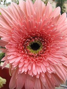 Girona Temps de Flors 2014. El Passeig Arqueol&ograve;gic