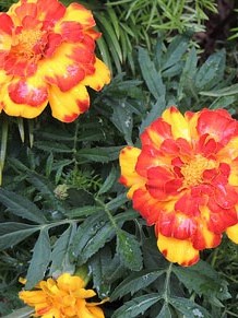 Girona Temps de Flors 2014. El Passeig Arqueol&ograve;gic