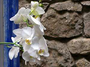 Girona Temps de Flors 2014. Els Banys &Agrave;rabs