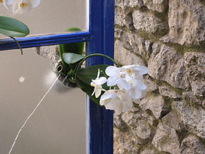 Girona Temps de Flors 2014. Els Banys &Agrave;rabs