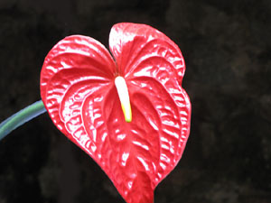 Girona Temps de Flors 2014. Els Banys &Agrave;rabs