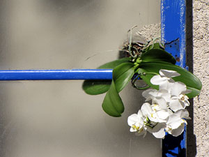 Girona Temps de Flors 2014. Els Banys &Agrave;rabs