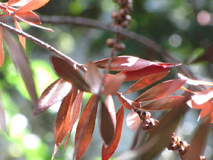 Girona Temps de Flors 2014. La Casa Lle&oacute; Avinay