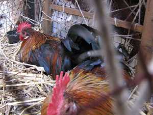 VI Festa Reviu els Setges Napoleònics de Girona