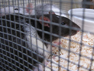 VI Festa Reviu els Setges Napoleònics de Girona