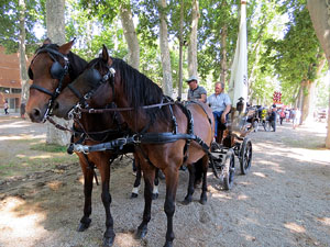 La Cavalcada de Sant Antoni 2015