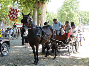 La Cavalcada de Sant Antoni 2015
