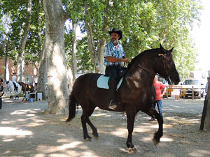 La Cavalcada de Sant Antoni 2015