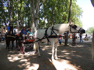 La Cavalcada de Sant Antoni 2015