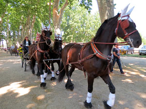 La Cavalcada de Sant Antoni 2015