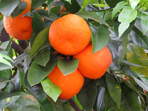 Temps de Flors 2015. Jardins de l'&Agrave;ngel i de John Lennon