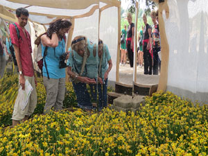 Temps de Flors 2015. El Passeig Arqueol&ograve;gic